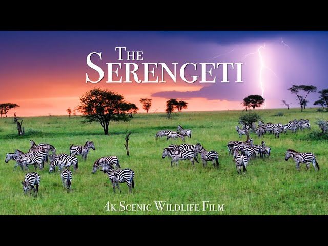 The Serengeti 4K - Scenic Wildlife Film With African Music class=