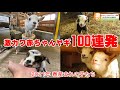激カワ赤ちゃんヤギ100連発　【2021年1月から4月に産まれたヤギ達】キュン死映像
