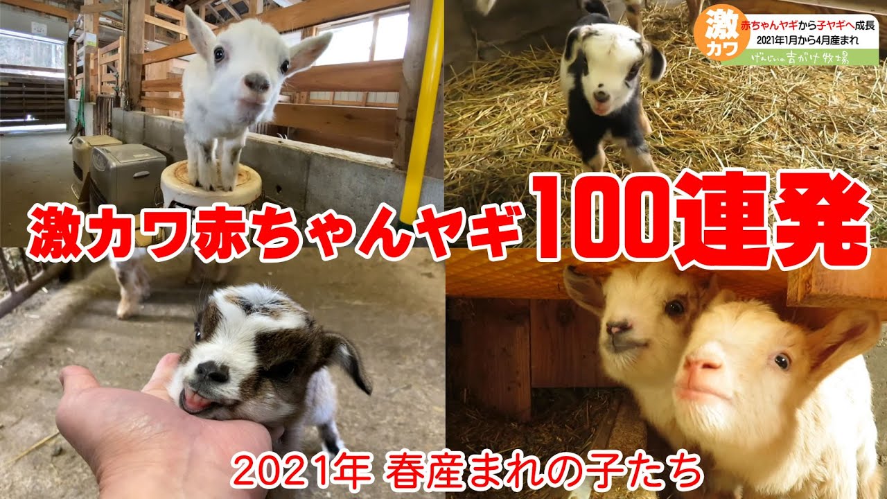 激カワ赤ちゃんヤギ100連発　【2021年1月から4月に産まれたヤギ達】キュン死映像