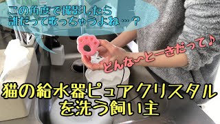 【猫と暮らす】給水機のお手入れ・どんな時だって洗うよ〜ピュアクリスタル〜【ぎんだらとねこず】