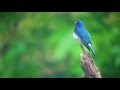 オオルリ（1）さえずり - Blue-and-white flycatcher - 日本三鳴鳥 - Wild Bird - 野鳥 動画図鑑