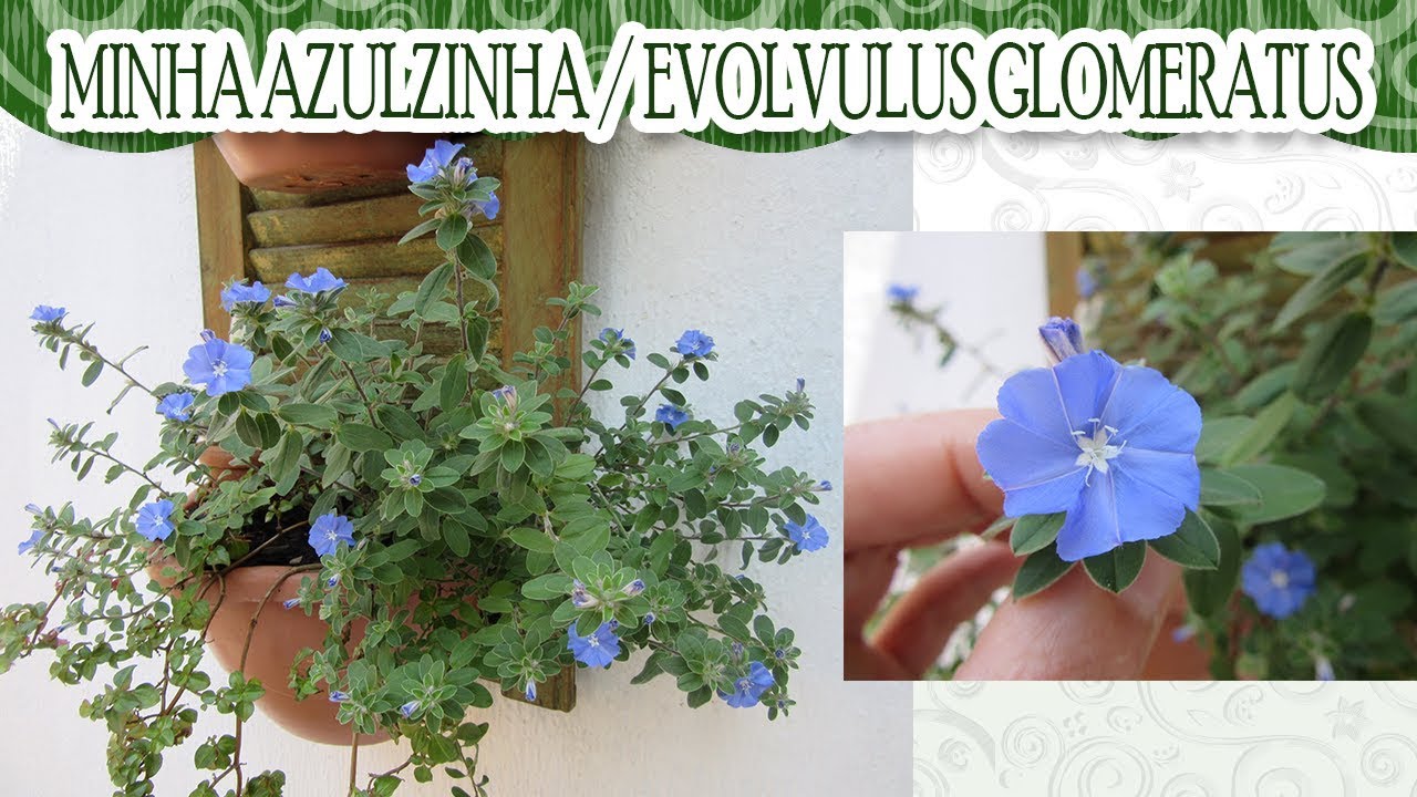 Vamos conhecer mais sobre a planta Azulzinha? - thptnganamst.edu.vn