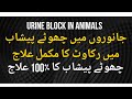 Veterinary UTI Solutions جانوروں میں چھوٹے پیشاب میں رکاوٹ یا بندش کا مکمل علاج