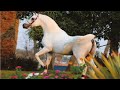 الحصان العربي المصري الأصيل | الفحل البطل جميل الريان ابن الأسطورة أنساتا حجازي | Jamil Al Rayyan
