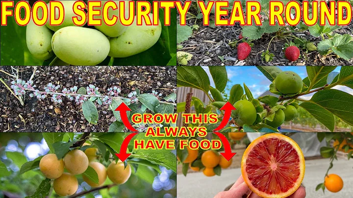 Grow These 6 Fruit Trees For YEAR ROUND HARVESTS! Never Fear FOOD SHORTAGES: Always Have Fresh Food! - DayDayNews