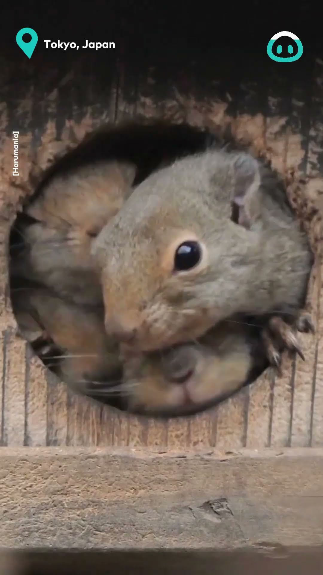 All Squirrels Want To Peek || ViralHog
