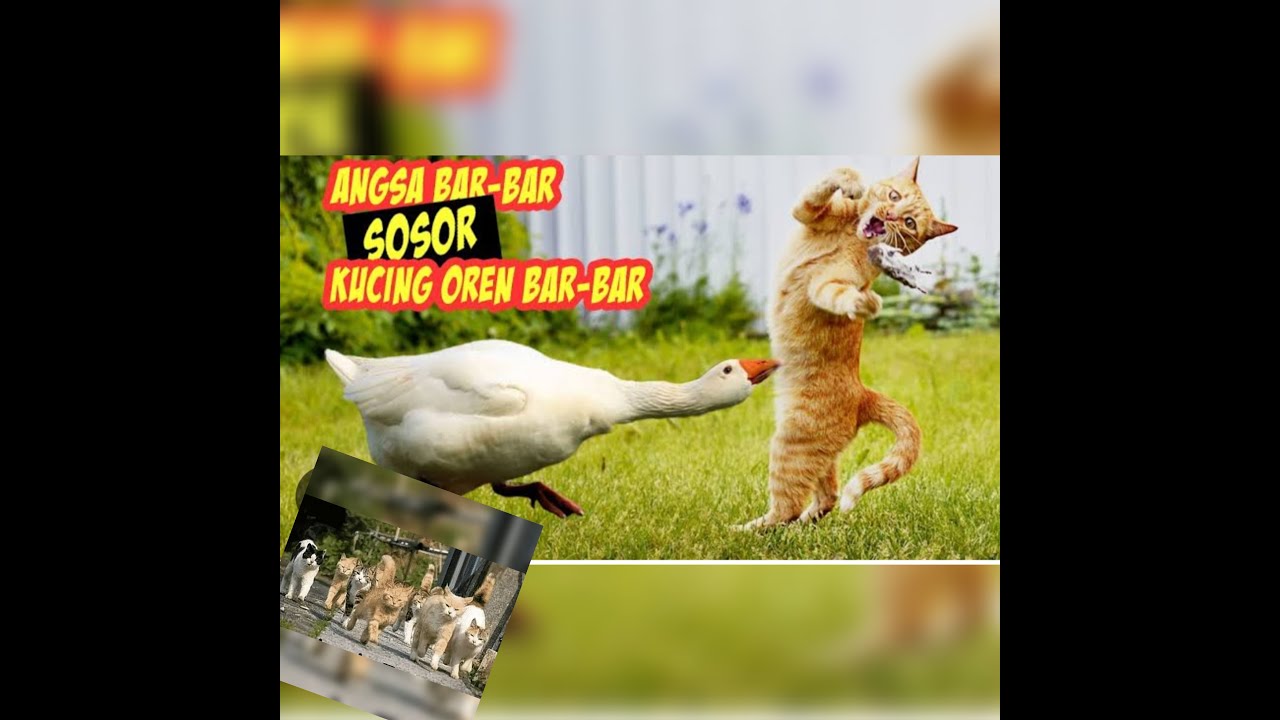 kucing-oren-bar-bar-vs-angsa-bar-bar-lucu-banget-bikin-ngakak-cat-cats