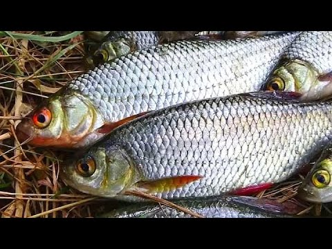 Ловля плотвы. Как ловить плотву осенью.