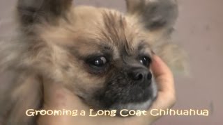 show grooming long coat chihuahua