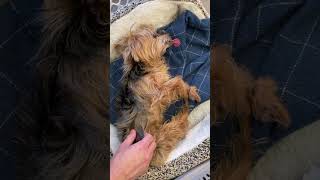 2024 Daylight Saving Time is NOT a problem for cute Yorkie Francesca