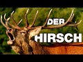 Der hirsch  anatomie und biologie  alternative fakten frs referat  parodie