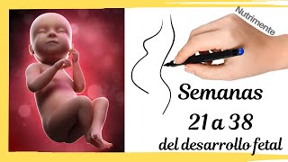 El Desarrollo Fetal Humano en la Segunda Mitad del Embarazo
