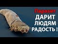 Каждый хочет заразиться этим паразитом ! ( Plague Inc: Evolved )