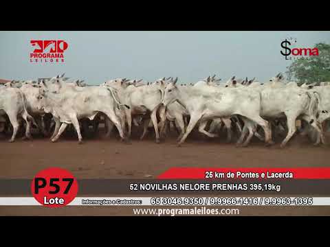 LOTE P57