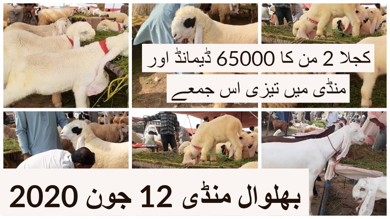 بھلوال منڈی 12 جون 2020 کے ریٹس 2 من کا کجلا 65000 ڈیمانڈMashallah Goat Farm