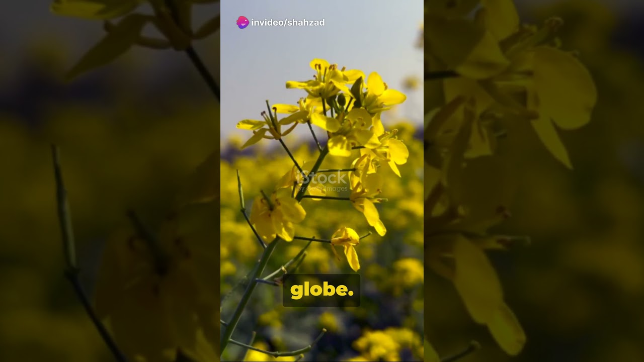 The Mustard Oil Ban Mystery 2024 01 06