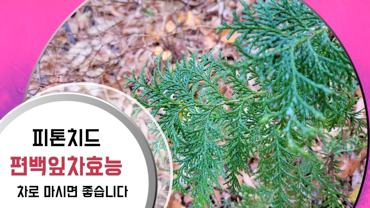 편백나무잎차의 효능/편백나무/피톤치드 - YouTube