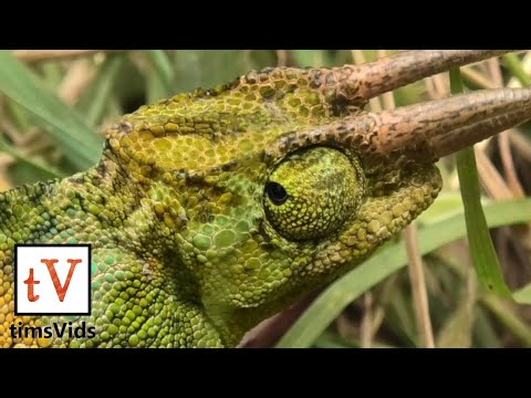Three-horned Chameleon in