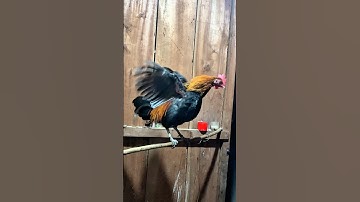 Gà rừng tơ gáy cực hay, F1  #tiếnggàrừng #suabqaibqus #chicken #tiếnggàmáirừng #tiếnggàrừnggáy