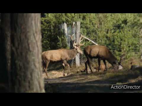 Wideo: Czy jelenie jedzą skórki kantalupa?