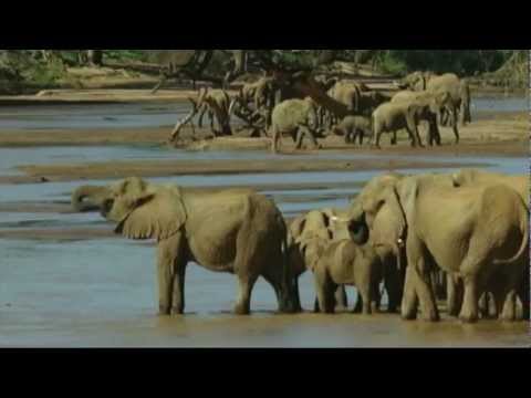 Video: ¿Por qué está en peligro el elefante pigmeo?