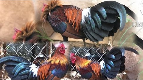 Qaib qub f1 zoo nkauj heev li ไก่ป่าf1 สวยมาก