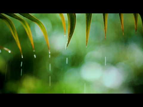 Relaxing Piano and Soft Rain - Healing Sleep Music for Insomnia and Deep Rest, Peaceful Night