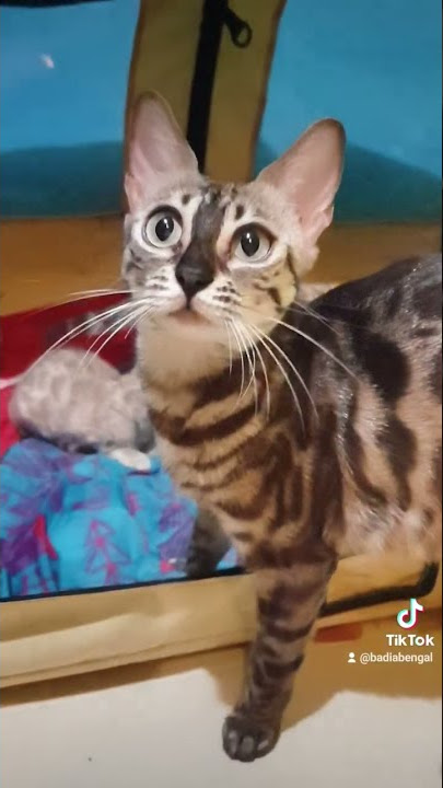 Bengal Snow Sepia Charcoal Cat (Nix) loving with her babies 🥰 Subscribe to see more #kitten videos❣