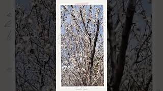 Весенний Чарвак   #Чарвак #Узбекистан #Весна #ПриродаУзбекистана #Горы #Путешествие #Красота #Цветы