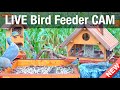 Live 4k bird feeder cam  bird watching 3d binaural audio asmr hq