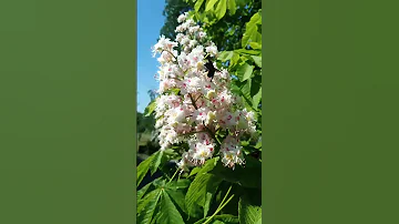 Каштан опыляется