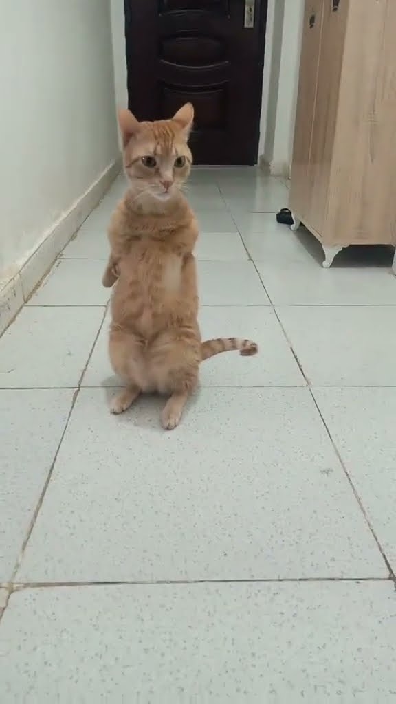Belle maman avec petite chaton waw top