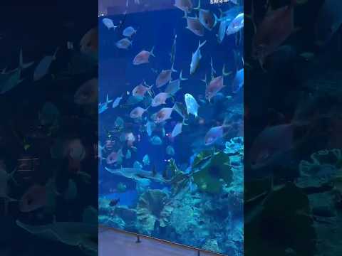 Tiger Sharks Dubai Aquarium at Dubai Mall | Underwater Zoo #shorts #dubai