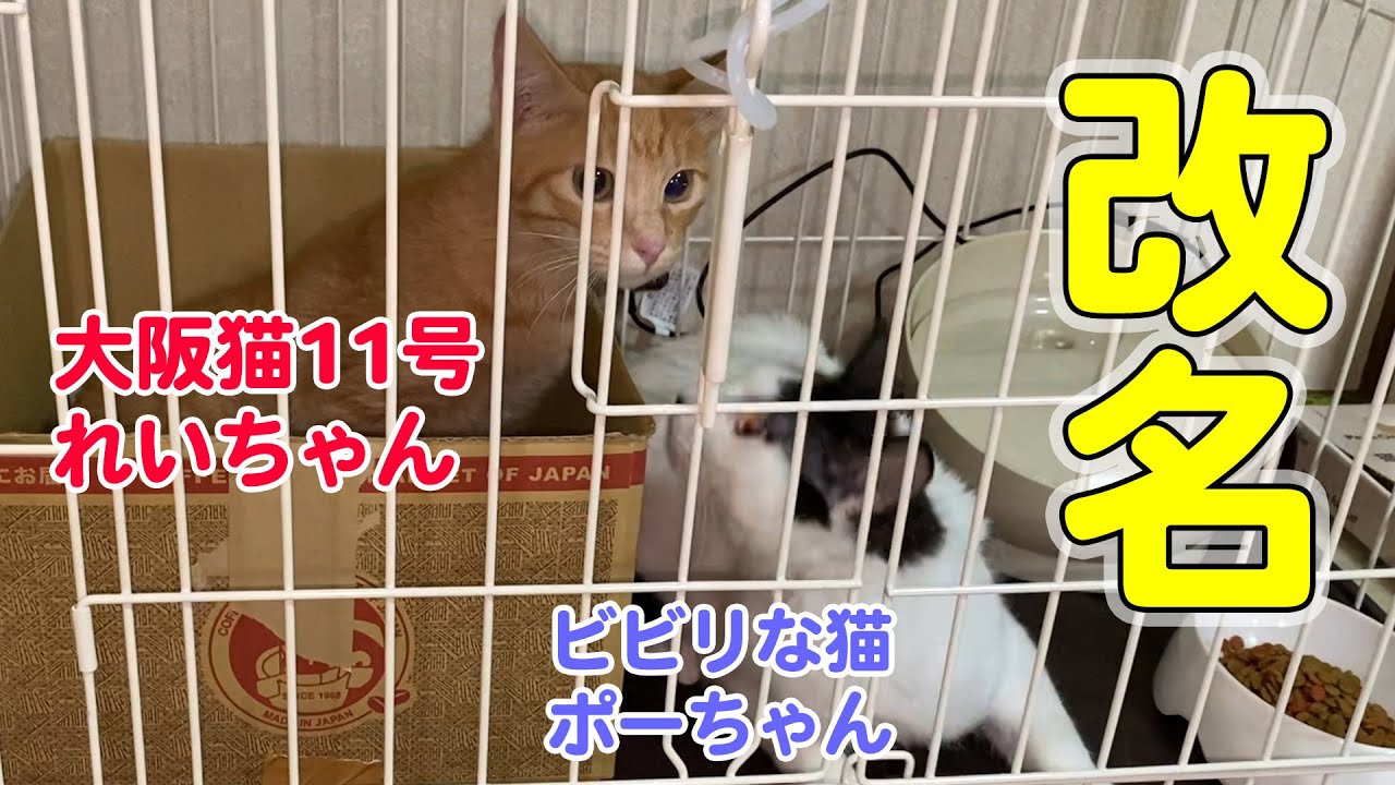 １１７ 大阪猫 里子第１１号れいちゃん ビビリな猫のポー 里親へお届け Youtube