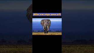 African elephant 🐘🐘🐘 #youtubeshorts #viral #shortsviral