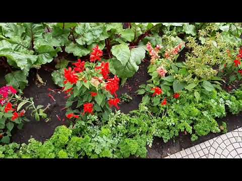 Видео: Мама переходит в садоводство