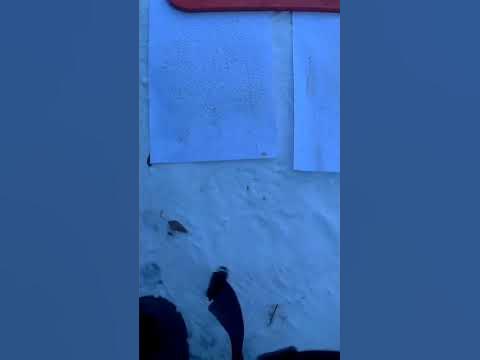 Пила Чемпион 256 - YouTube