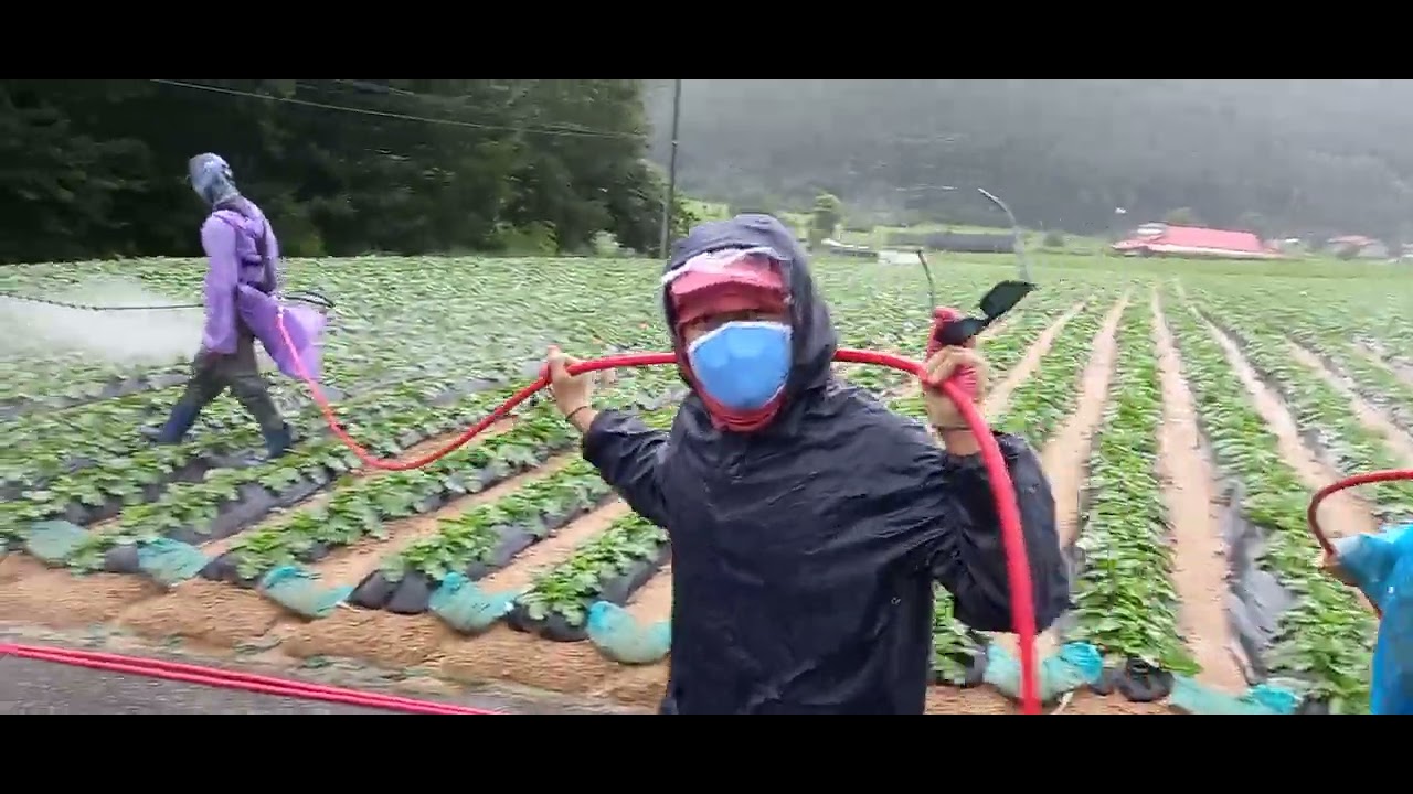 Seasonal Farm Worker in South Korea, day 51' (day off)