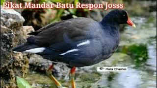 Suara Pikat Burung Mandar Batu/ Tiungan/Berentiung/Bentiung