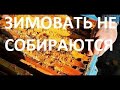 Расплод в ноябре. Запечатали ли сироп?