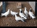 По поводу широкохвостых голубей что показал Герман с Астрахани