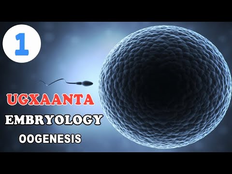 Sperma anusdan ogizga oqadi