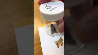 Identifying And Releasing All Moth Species Into The Wild