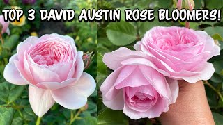 Top 3 David Austin Rose Bloomers this week!