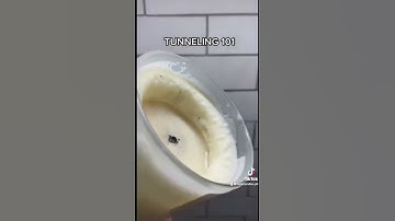 Thumbnail of How to Fix Candle Tunneling