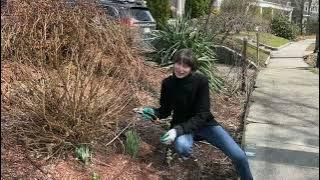 Download lagu When and How to Prune Montauk or Nippon Daisy, Propagate and Care for it