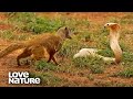 Cobra VS Mongoose Part 1 LoveNature10