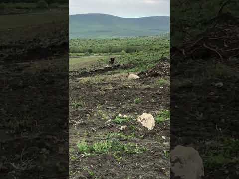 Полевой выход!#коп #metaldetector
