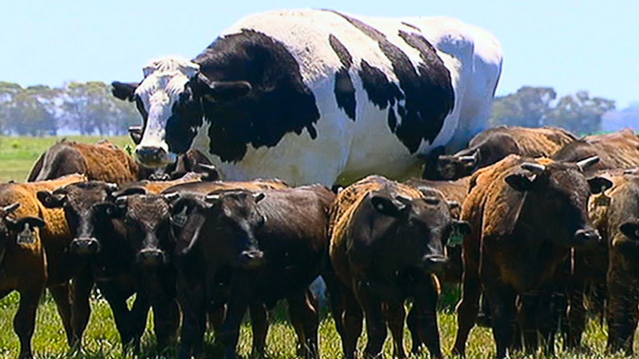 These giant animals have broken all records