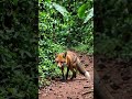 :🦊 Silent steps. Sharp eyes. The hunt is on.